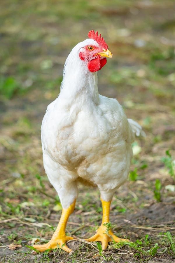 Young Nigerian boy watching a dog and chicken